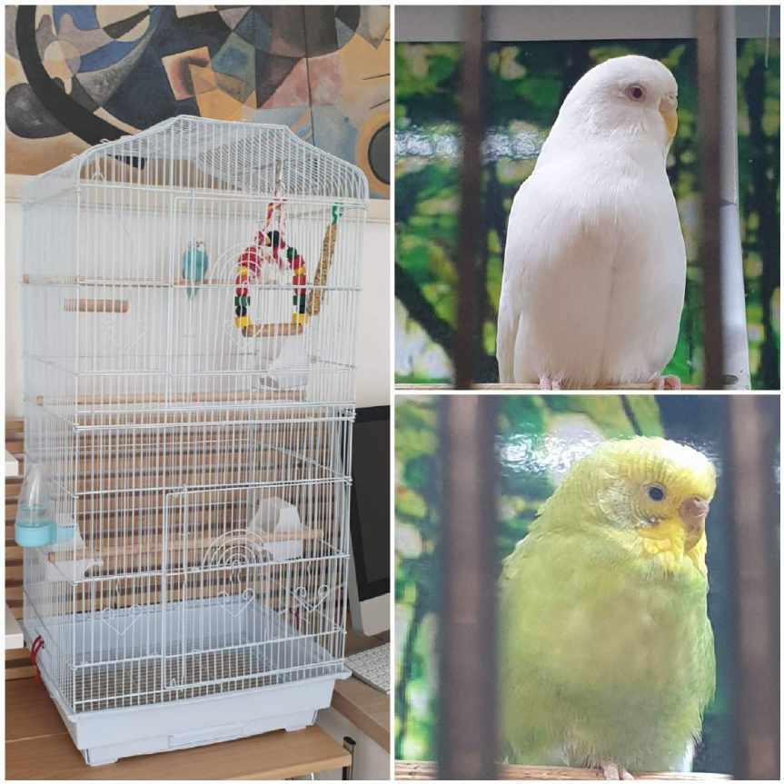 Compagna per Zazu e
addestramento